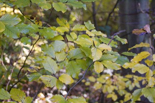 beech blaettter forest