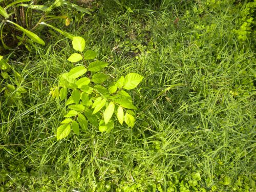 beech tree sapling weeds