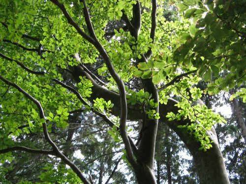 beech tree leaves