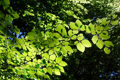 beech  leaf  plant