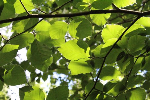 beech  leaves  wood