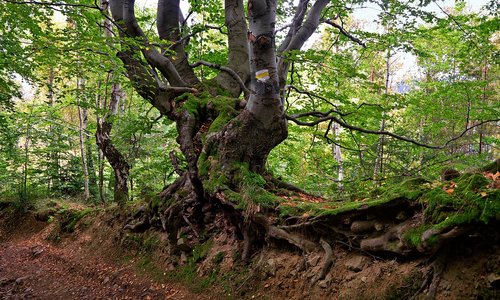 beech  tree  old