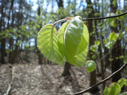 beech leaf green