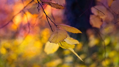 beech  autumn  leaves