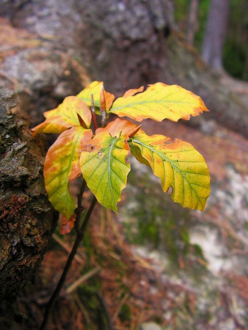 beech tree seedlings