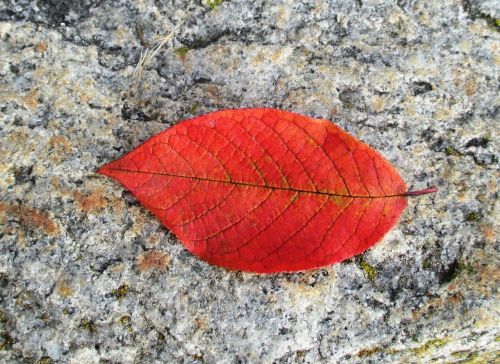 beech autumn leaf