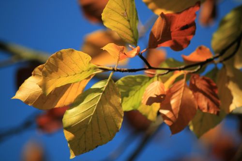 beech beech leaves fall foliage
