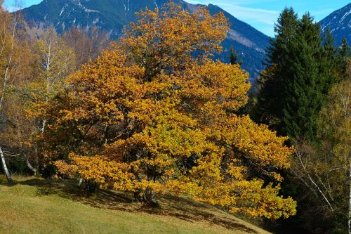 beech tree forest