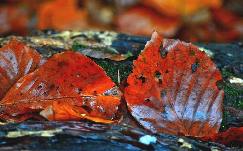 beech leaves autumn