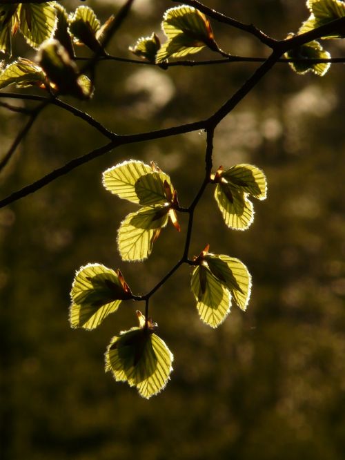 beech beech leaves fagus sylvatica