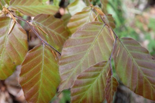 beech leaf spring