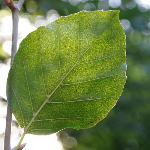 beech against light sent