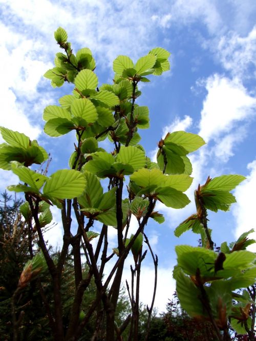 beech green leaf