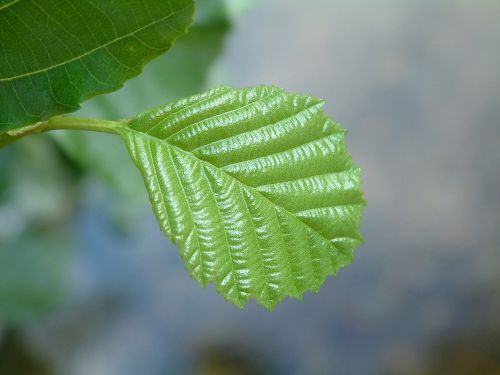 beech leaf green
