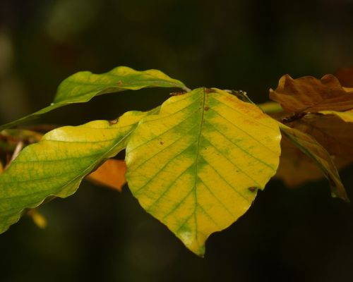 beech leaf autumn