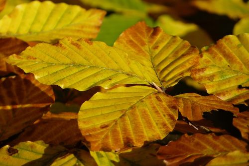 beech yellow leaves golden