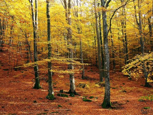 beech forest autumn autumn colors