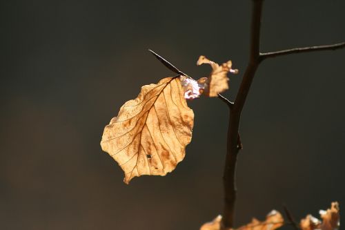 beech leaf dry light