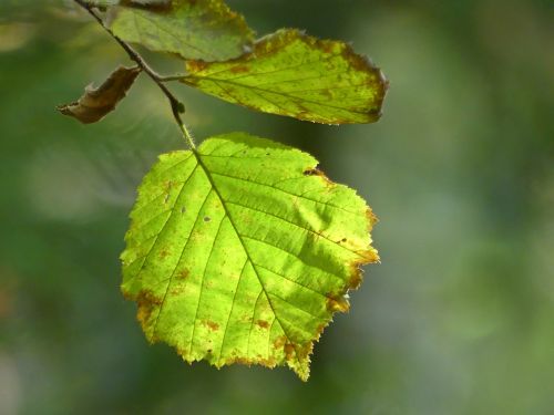 beech leaves autumn fall foliage