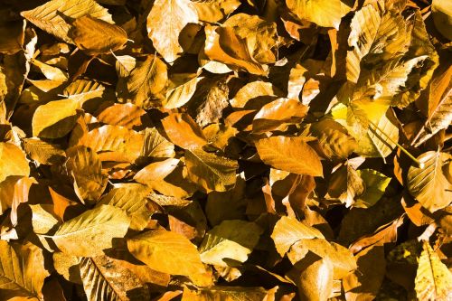 beech leaves leaves autumn