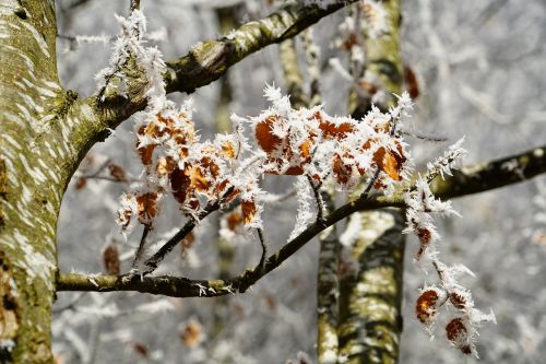 beech leaves eiskristalle crystals