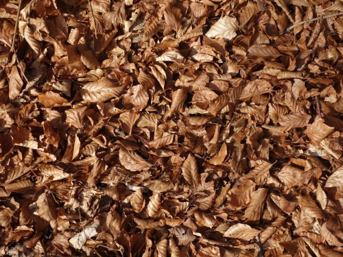 beech leaves leaves dry