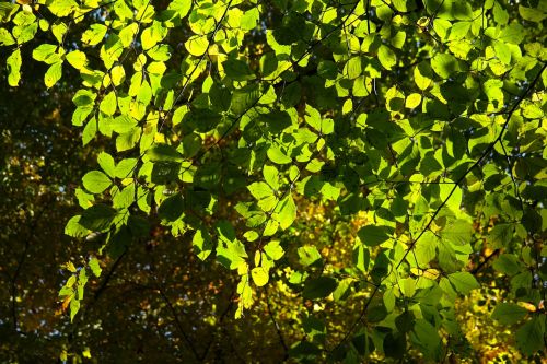 beech leaves leaves tree