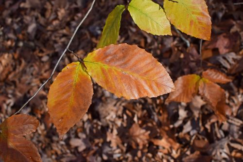 beech leaves beech tree