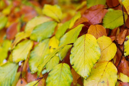 Beech Leaves Pattern