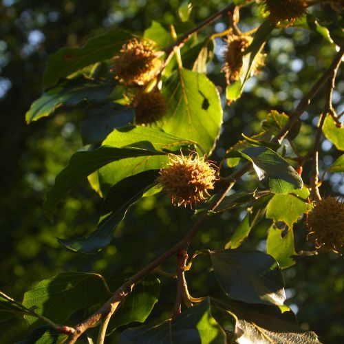 beech nuts summer tree