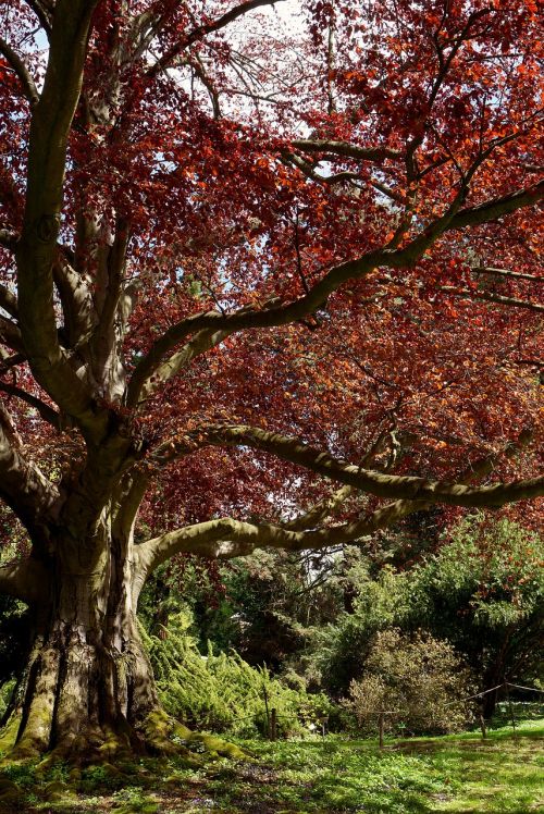 beech red botanical garden tree