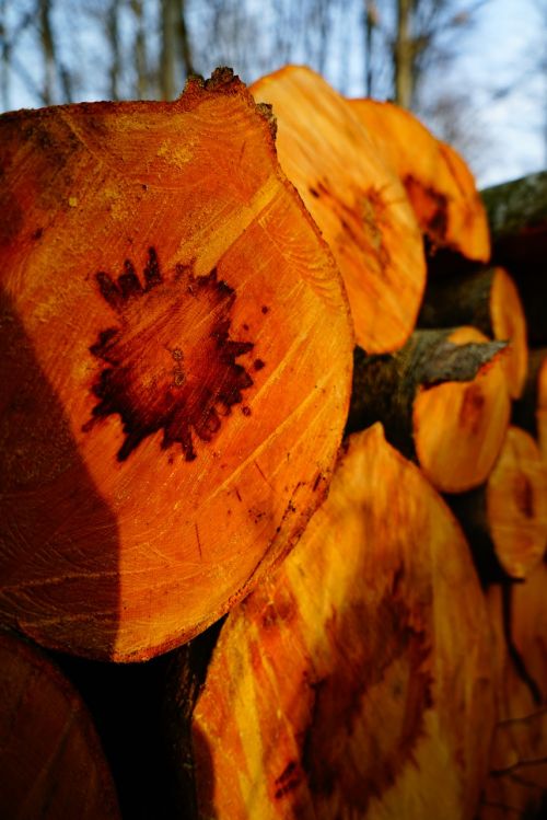 beech wood cut forest