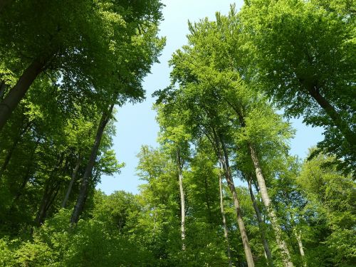 beech wood deciduous forest forest
