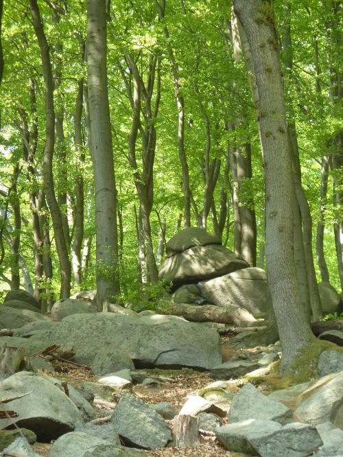 beech wood forest rock