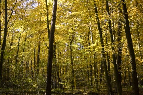 beech wood golden october