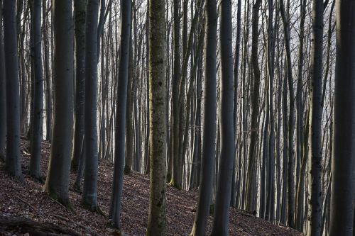 beech wood strains beech logs