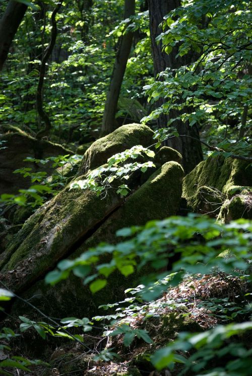 beech wood moss rock