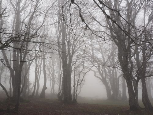 beech wood fog forest