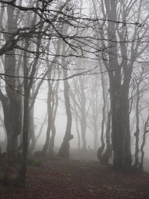 beech wood fog forest