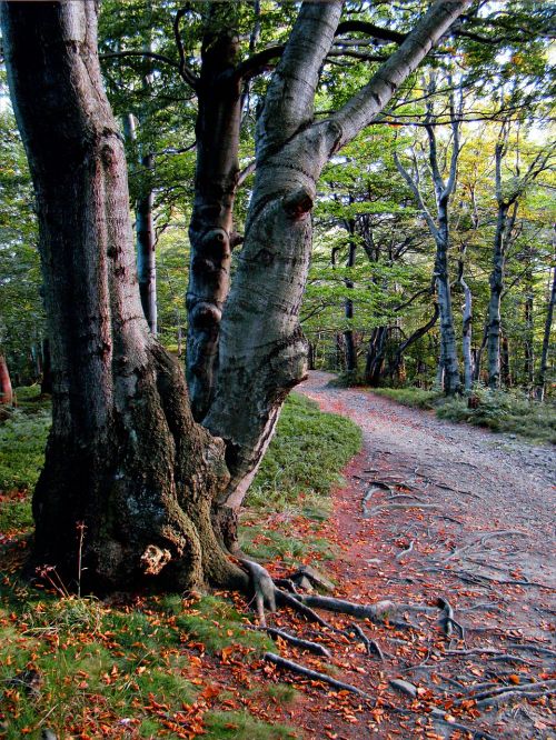 beeches beskids forest