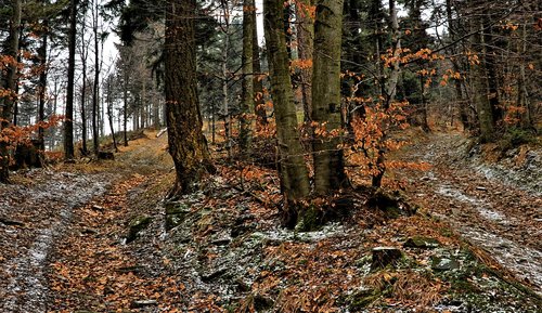 beeches  part  winter