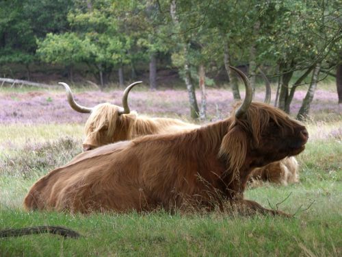 beef cow horns
