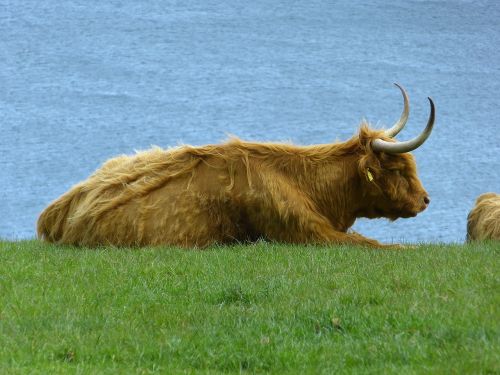 beef scottish highland cow highland cattle