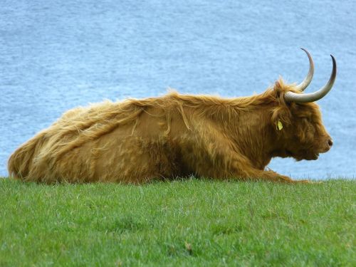 beef scottish highland cow highland cattle