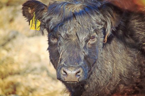 beef scottish highland animal