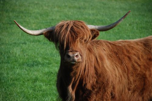 beef cow highlandrind