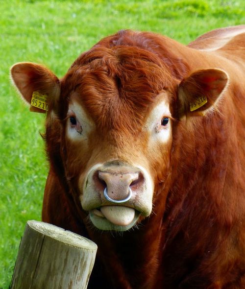 beef bull nose ring