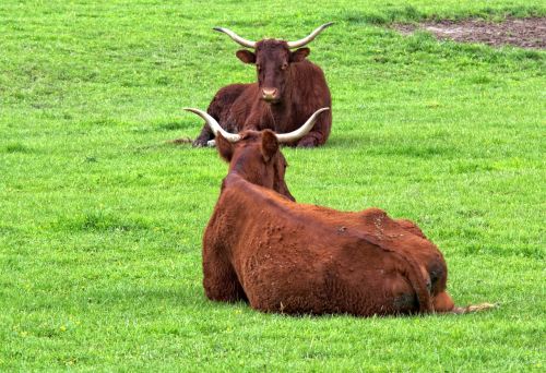 beef livestock horns