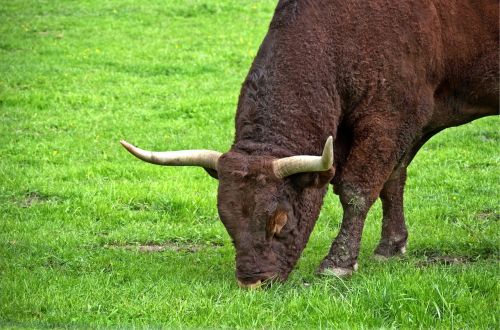 beef livestock horns