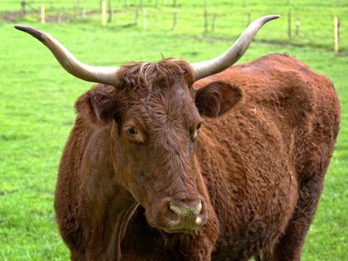 beef livestock horns